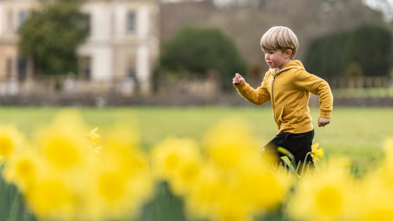 A boy running in the daffodils, Dyffryn Gardens, Vale of Glamorgan